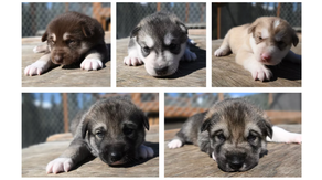 Watch: Sled dog puppy cam at Denali National Park in Alaska goes live